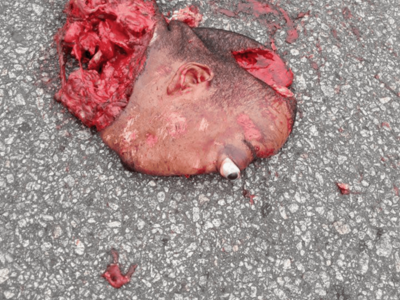 Decapitated head ran over