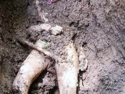 Indonesian woman killed and buried in shallow grave 