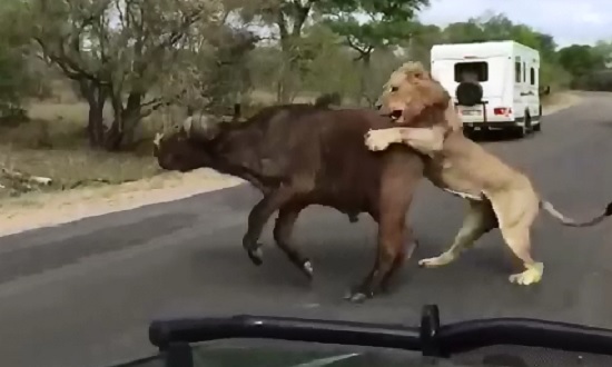 Awesome Video of the King of the Jungle taking Down a Buffalo a Few Feet from Tourists 