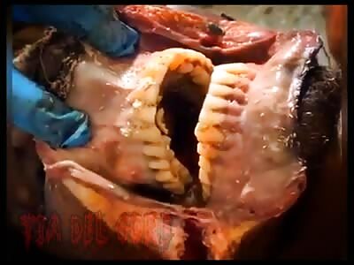 Opening the mouth of a rotting skull - La Tía Del Gore 