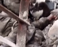 Ua soldiers film a cat eating a Russian body
