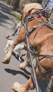 Pit Bull Attacks Horse And Carriage Carrying Young Family