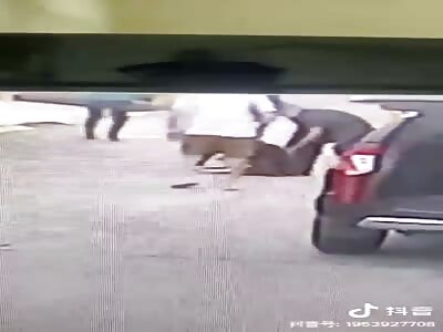 (Full video) child attacked by black dog