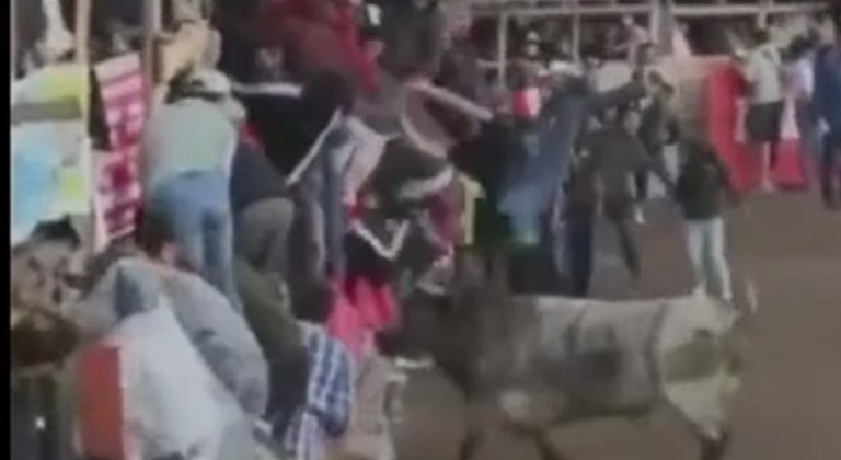Brutal fuck, I've never participated in Ecuadorian bullfights