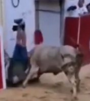 In Portugal the bulls are dangerous