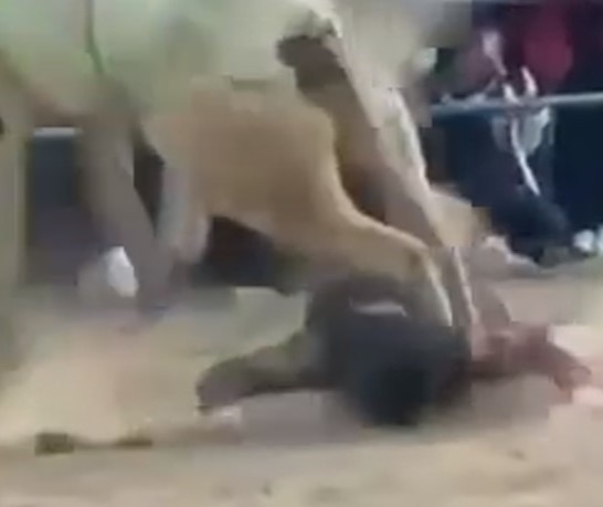 White bull throws bullfighter on the ground and tramples him