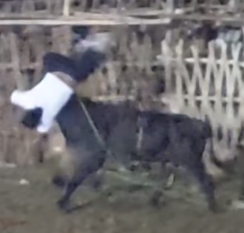 Never try to upset Mexican bulls