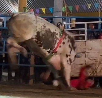 Bullfighter thrown to the ground and trampled