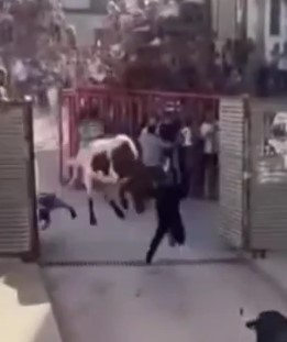 the revenge of the spanish bulls
