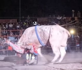 Bull violently throws cowboy to the ground