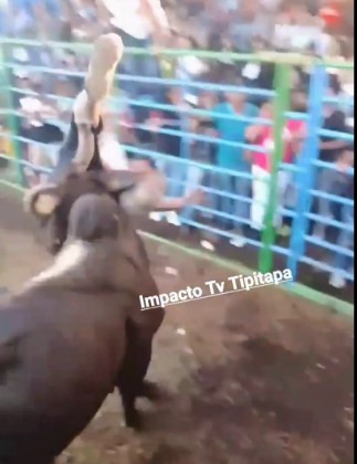 Brutally fucked by angry bull