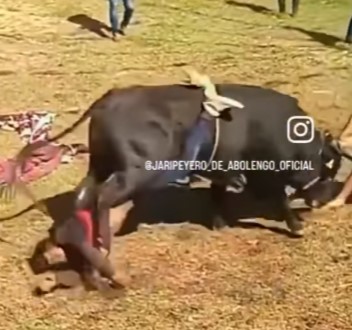 Really fucked by mexican bull