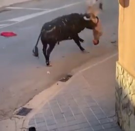 Fun running of the bulls in Spain