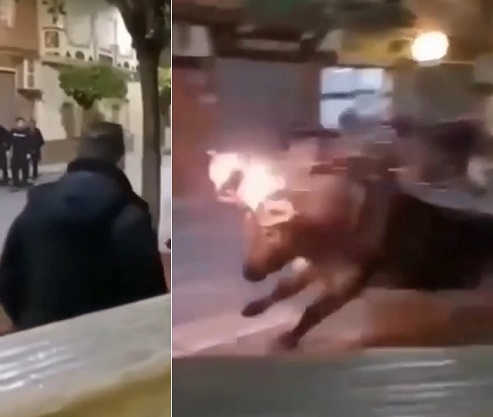 Painful Evening With Flaming Bull In Spain