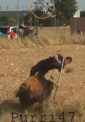 Spanish bull breaking neck