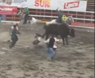 furious bull drags bullfighter