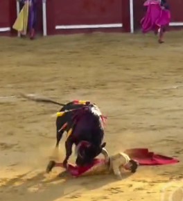 Bullfighting and Contest of the Bulls in Spain