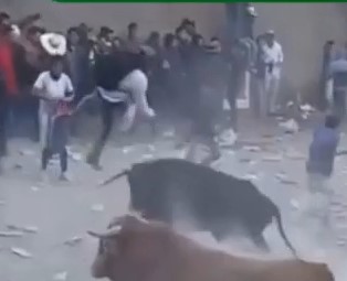 Never play with Peruvian bulls