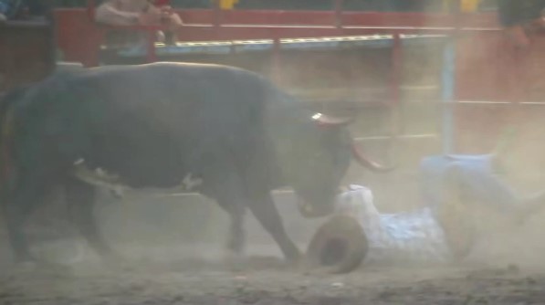 Cowboy knocked down and fucked by bull is serious in hospital