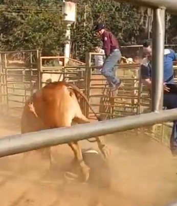 Disturbed bull gives a big knockout to Brazilian