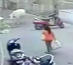 Stray Dog Attacks a Woman in Ahmedabad