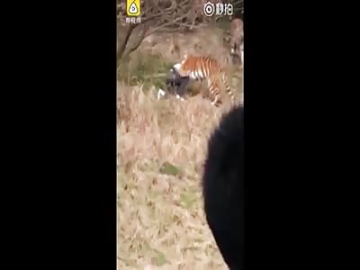 Another Tourist Who Viewed The Tiger Attack