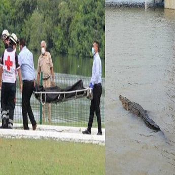 Alligator VS Man Swimming Race... Guess who won