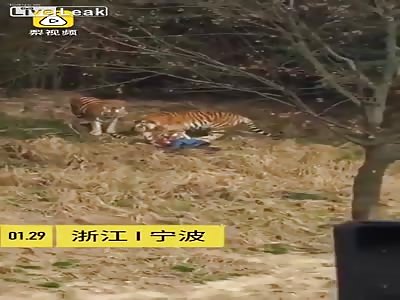 Visitor got mauled by tigers at a Chinese zoo