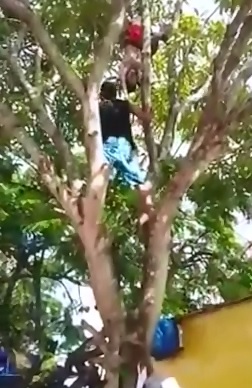 Man Hanging Upside Down from a Tree was Electrocuted 
