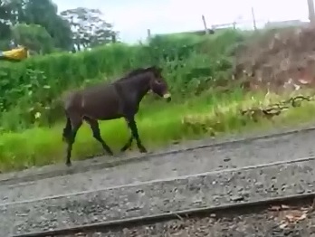 Poor Horse Witnessed his Friend's Fatal Crash 