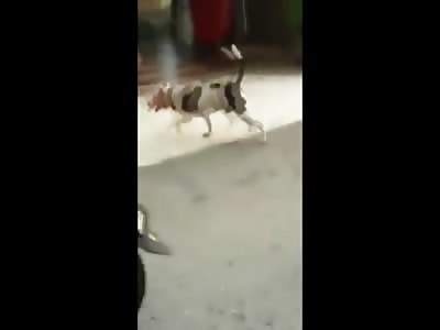 Another Pit bull Viciously Attacks another Dog 