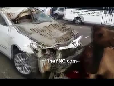 Gruesome Aftermath of Herd of Camels Struck by a Cluster of Cars on the Freeway 