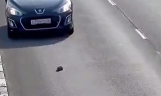 Man Rescues Kitten from the Road..Amazing Rescue