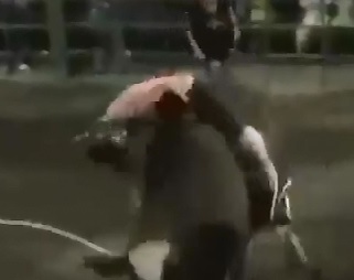 Girl gets Knocked Out but stays On Top of the Bull at Rodeo 