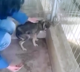 Dog traumatized by abuse is caressed for the first time
