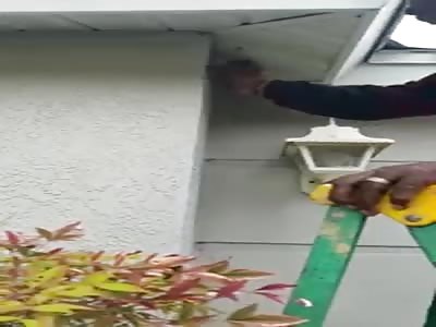 Man destroys yellow jacket nest with bare hands