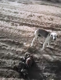 Dog Steals an ISIS Corpse for Lunch 