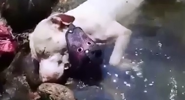 Sad Sad Video shows Man find a Pitbull Dog that Drowned to Death 