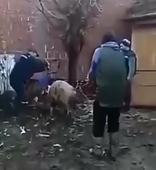 Wtf..Man Fucking with a Pig gets Instant Karma from the God of Electricity 