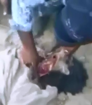Gruesome Footage of Up close Iraqi Soldier Hacking the Head off of an ISIS Terrorist then Celebrating 