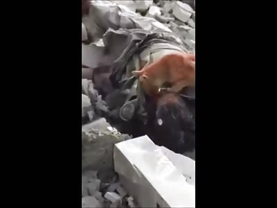 Bad Ass Cat Feasting on a Dead Soldier 