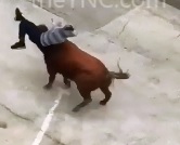 Crazy Bull goes int Attack mode 