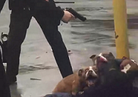 Three Pitbulls Shot By Police While Killing & Eating Owner