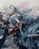 Thief Caught, Lynched and Burned to Death by Mob