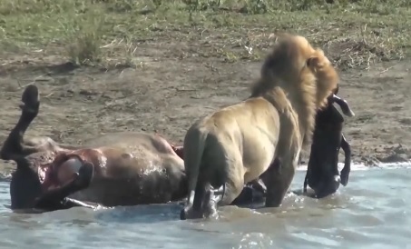 Lion Kills Buffalo Then Removes Unborn Foetus And Eats It