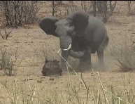 Elephant Goes Crazy Kills Buffalo