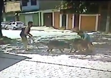 3 Big Dogs Attack Smaller Dog Killing it as Owner Cries