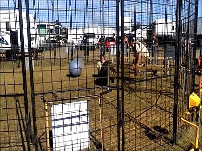 Tiger Drags Trainer Across Cage at Pensacola Interstate Fair