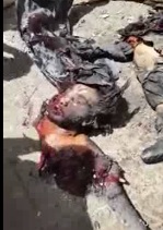 Picking up the Pieces of a DAESH Suicide Bomber