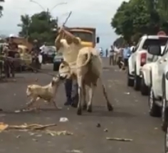 WTF: Pitbull Being Lynched for Attacking a Bull